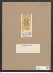 Navicula vickersii O.M. (de-Toni-Nr.: Genus 1, Species 215) Zeichnungen Sammlung Grunow Nr. 535 (NHMW-BOT-W0356320)
